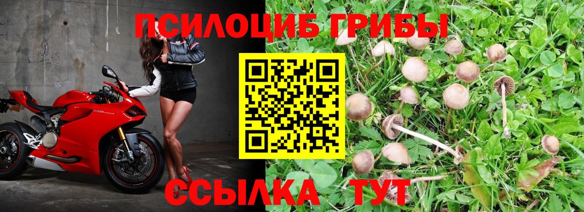 Псилоцибиновые грибы мицелий Красный Сулин
